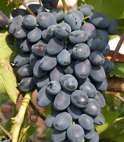 Vitis 'Joy' bezsemenná odroda